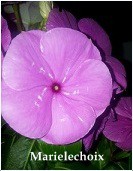 Natalie Glasson message du maître El Morya 12 janvier 2018